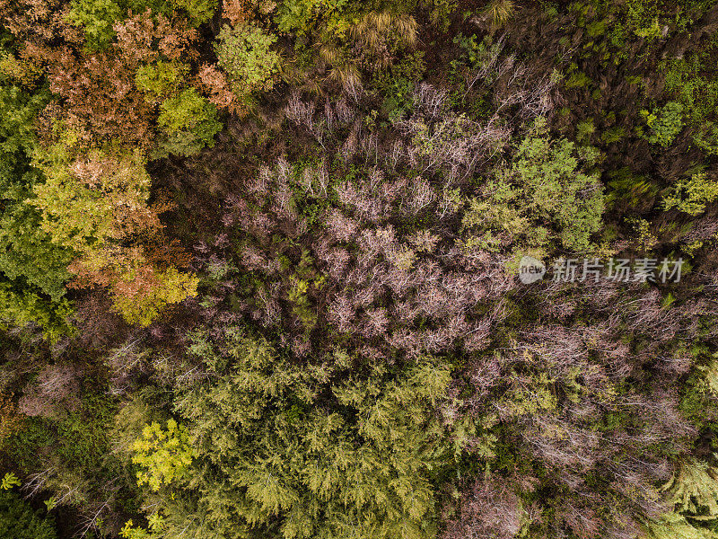 意大利野生森林的鸟瞰图与高大和彩色的树木在日落。意大利的秋天。