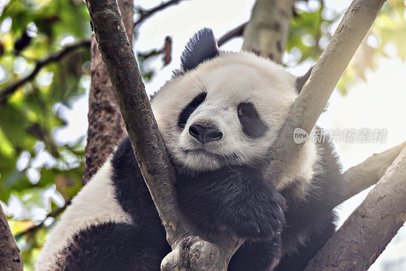 大熊猫在树上睡觉。