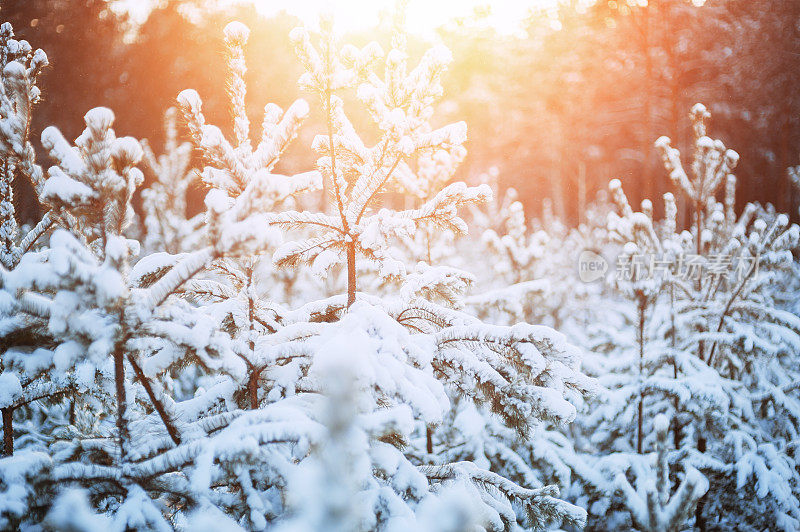 奇妙的冬日森林覆盖着皑皑白雪