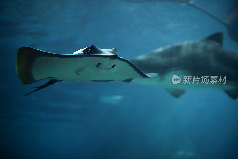 黄貂鱼在水族馆