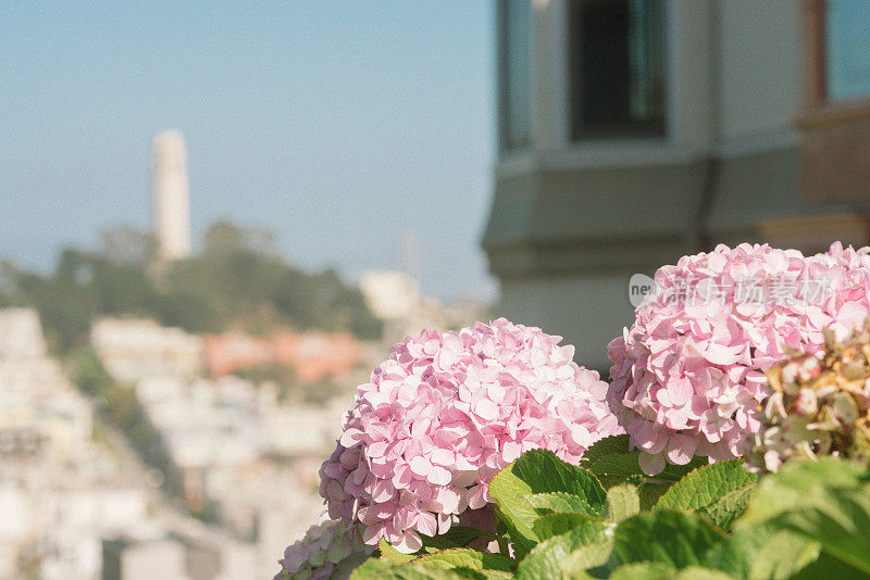 旧金山的绣球花与电报山的城市景观