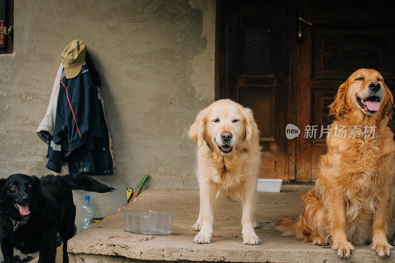 年轻漂亮的金毛猎犬在镜头前大笑