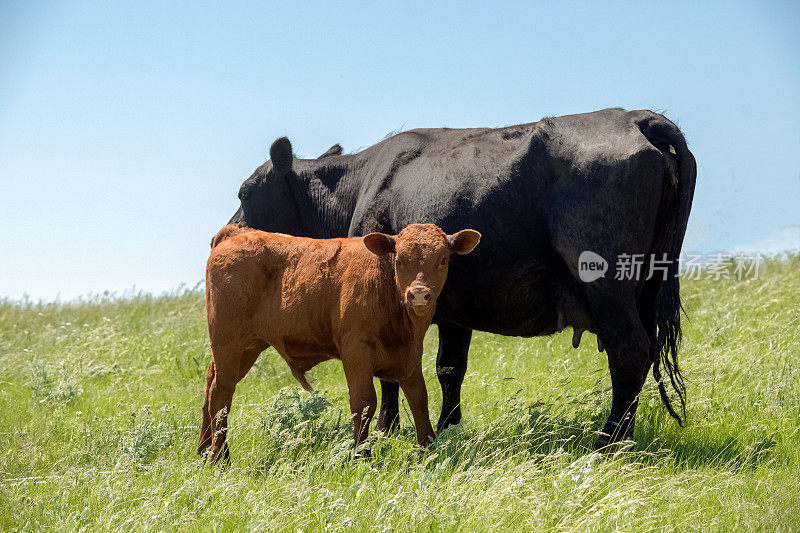 母牛和小牛。