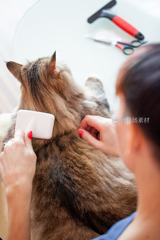 高角度的猫有它的毛刷