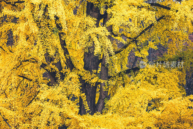 秋天的黄银杏树