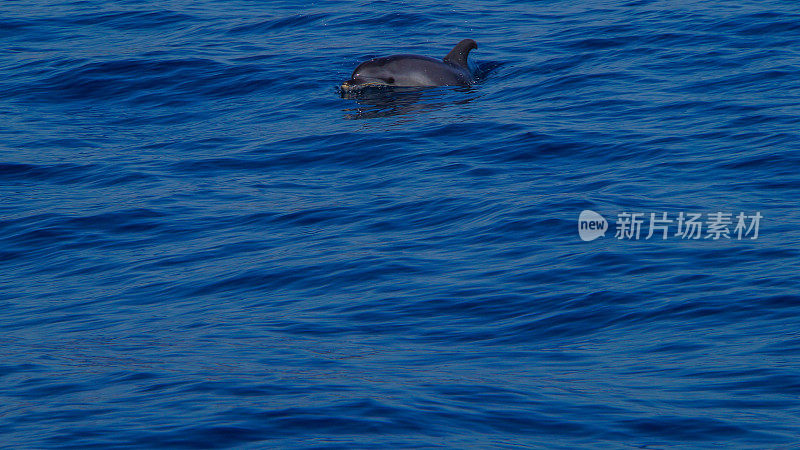 马德拉岛:芬查尔附近的蓝色海水和奇怪的海豚