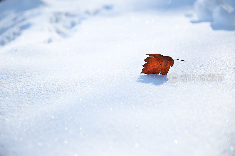 雪花上的秋叶