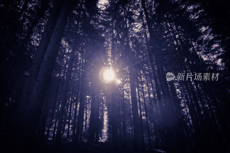日出时，阳光穿过松树林