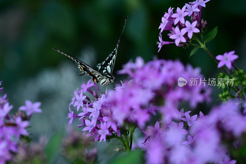 蝴蝶和五角花