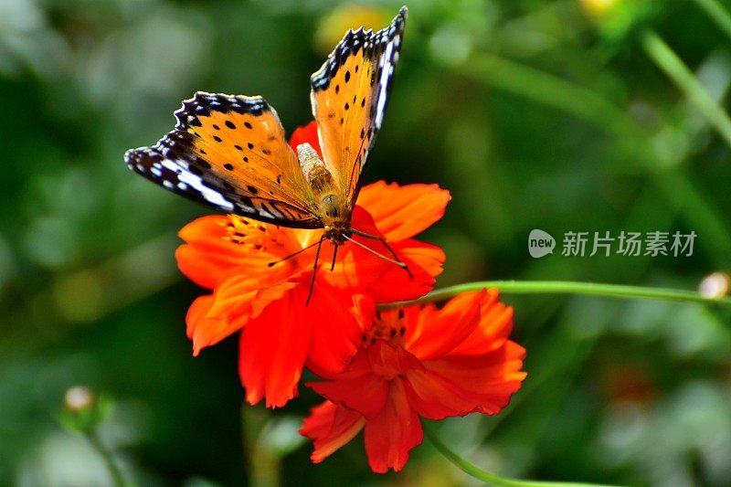 橙色宇宙花和蝴蝶