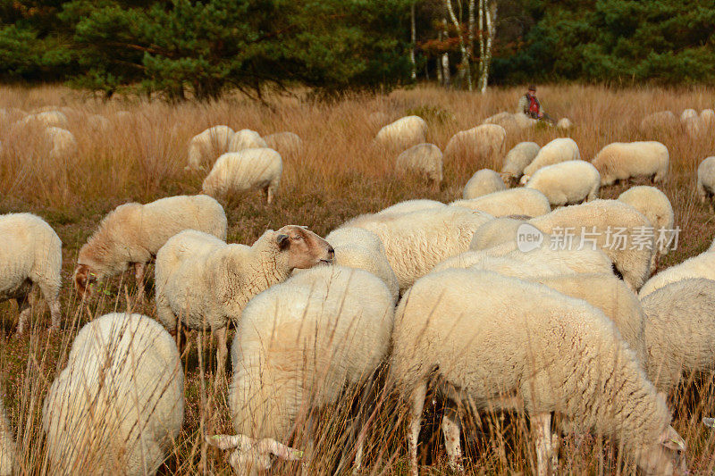 一群羊在威卢威河的石南地带吃草。