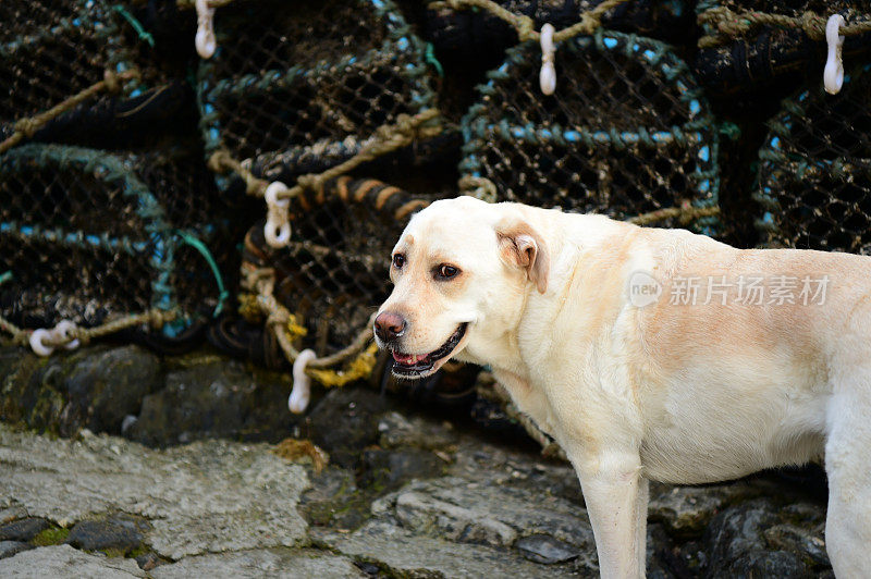 康沃尔一个渔村的拉布拉多寻回犬