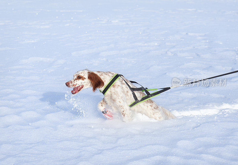 挪威奥普兰郡，英国塞特犬带着挽具在深雪中奔跑