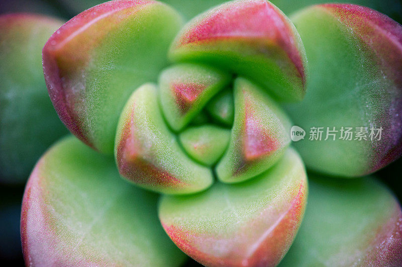 肉质植物背景的特写