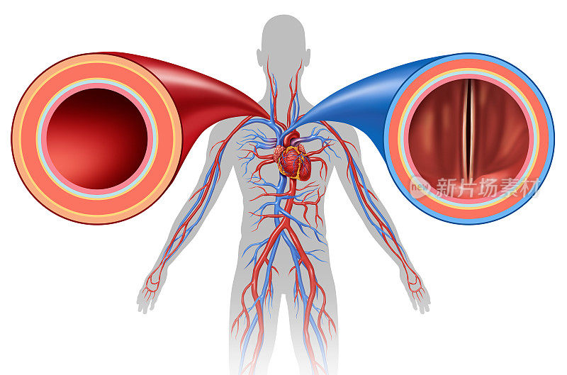 动脉和静脉人类循环
