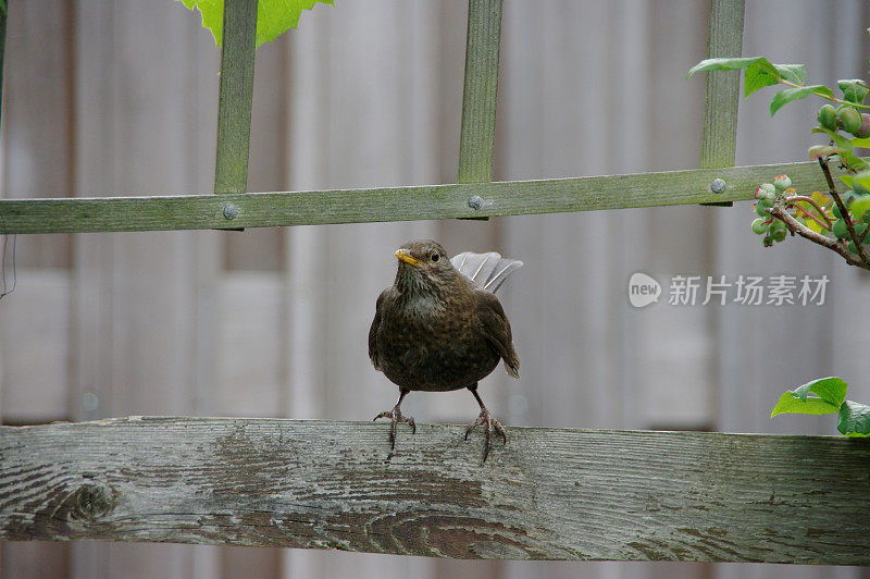 黑鸟寻找贝里斯