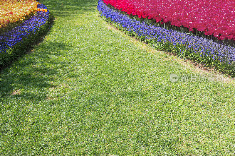 五颜六色的郁金香花园