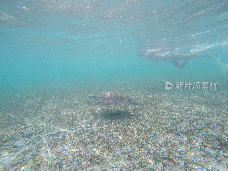 年轻女子潜水水下游过海龟，人们度假野生动物