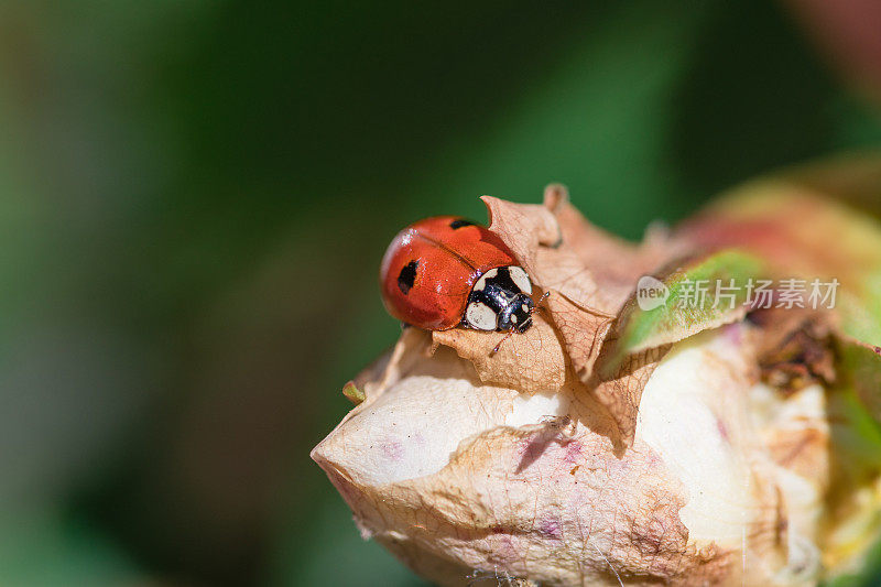 两个小点在白花蕾上