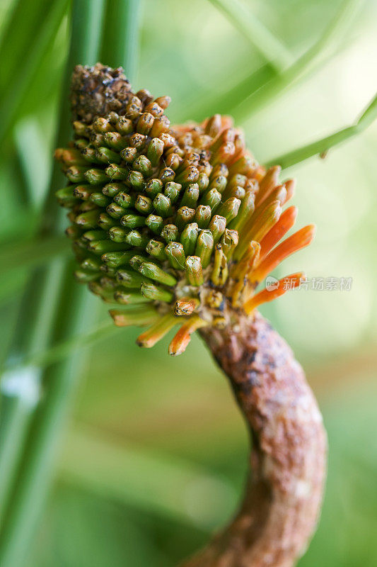 火红火红的火钳细节