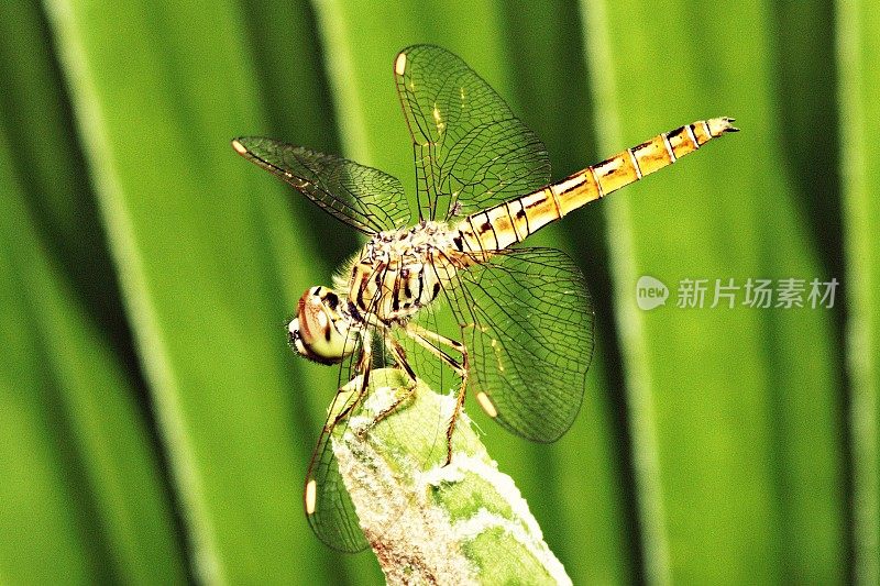 蜻蜓在绿叶顶端。