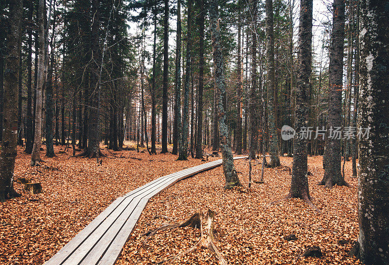 秋天森林里的木路