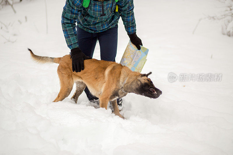 比利时牧羊犬马利诺犬在雪中与一名男子玩耍