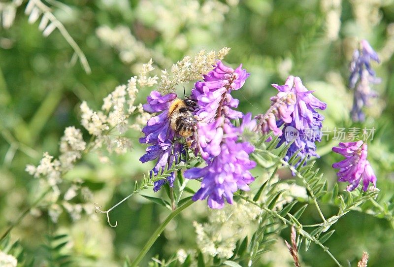 蜜蜂从紫色的野花上采集花蜜