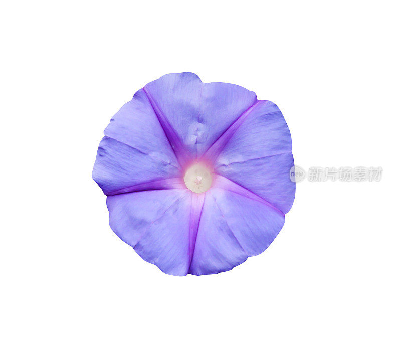 牵牛花星形图案，彩色亮紫色花瓣花顶视图孤立在白色背景和修剪路径