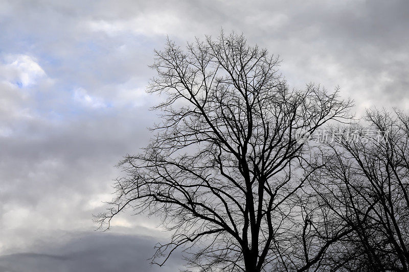 光秃秃的树枝在冬日阴沉的天空中