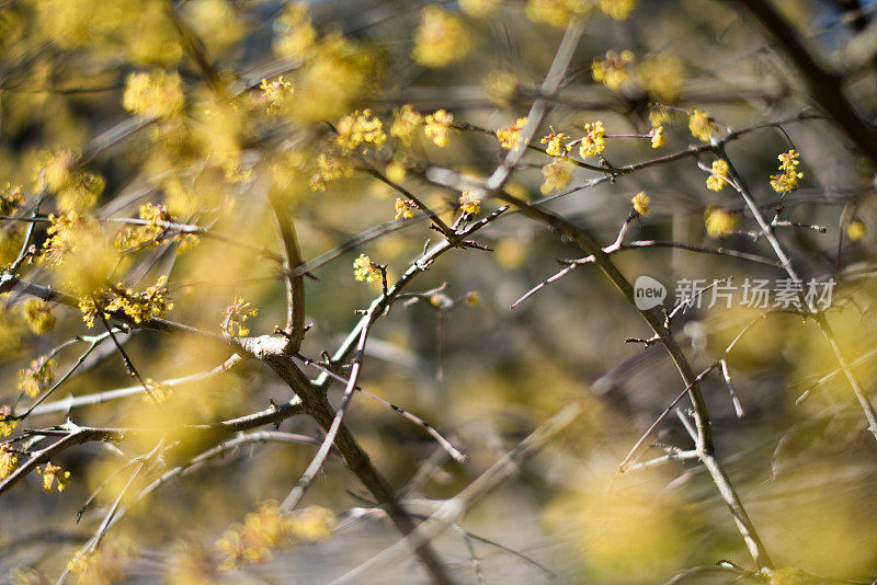 山茱萸,山茱萸Officinalis