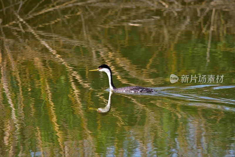 西方水鸟游泳