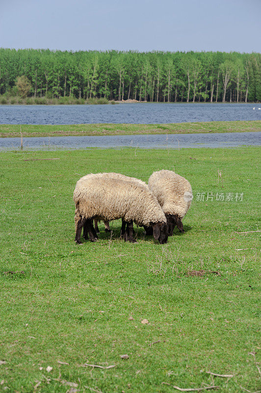 多瑙河附近的牧场上有三只羊