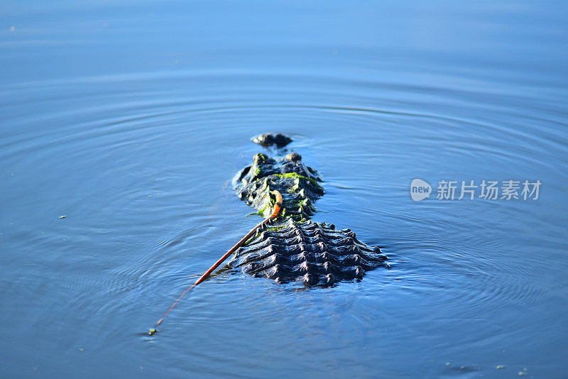 短吻鳄在清澈平静的水中直接游走，前面有波纹