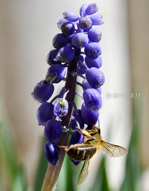 靠近一只在蓝色花朵上的蜜蜂