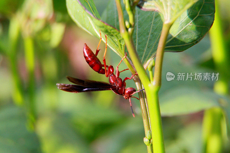 萨尔瓦多市花园里的黄蜂