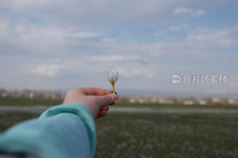 一簇美丽脆弱的野生雪花莲