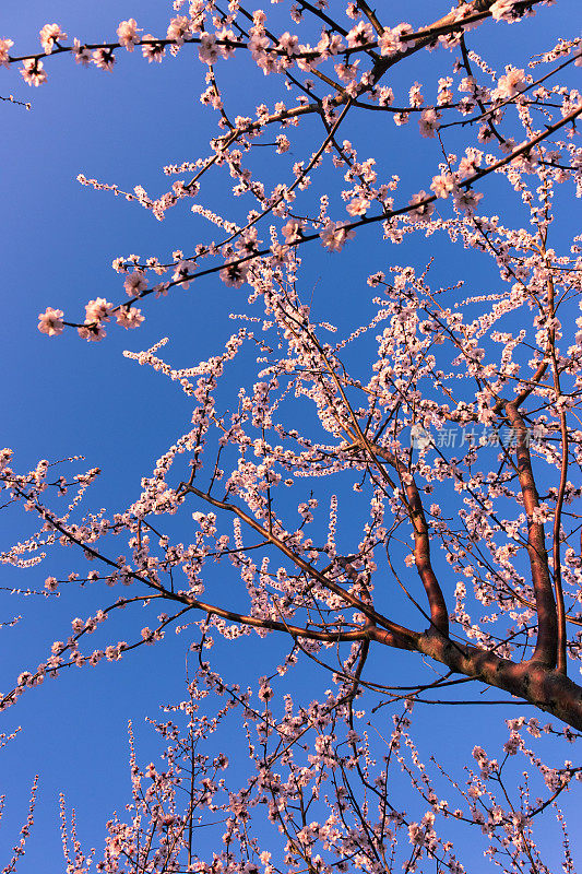 蓝色背景的梅花