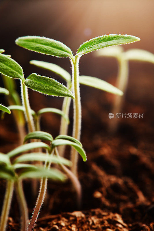 一组背光的幼苗从土壤中生长