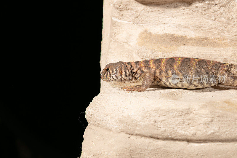 华丽的Uromastyx蜥蜴