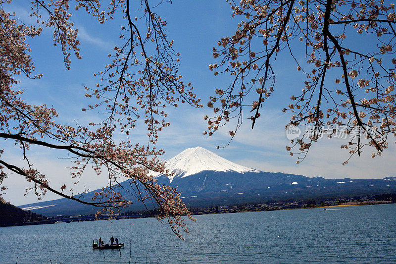 富士山和川口湖的樱花