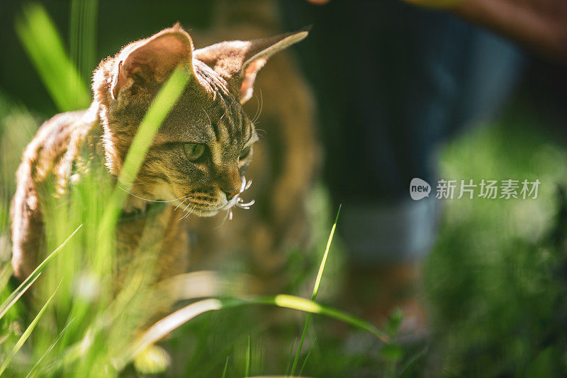 背光德文郡雷克斯小猫在户外草地看拷贝空间