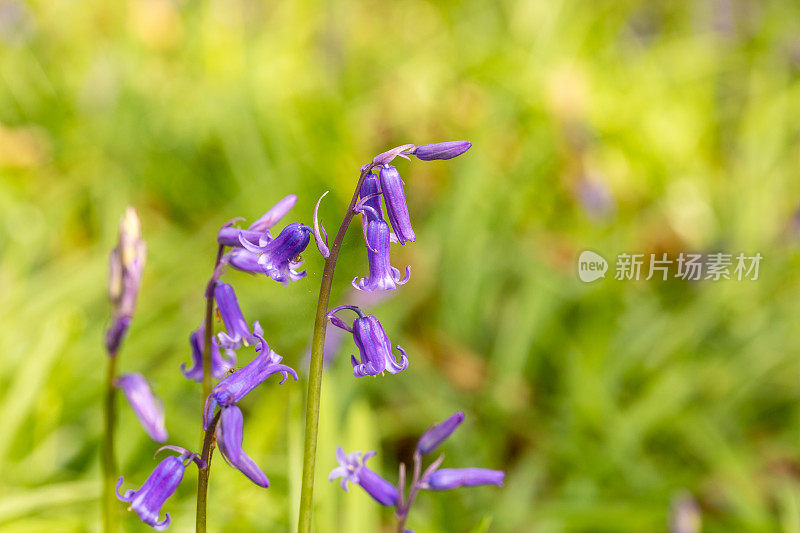 蓝铃花,特写