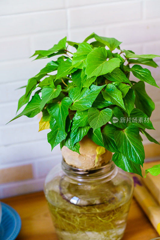 发芽红薯。花瓶内的绿叶植物