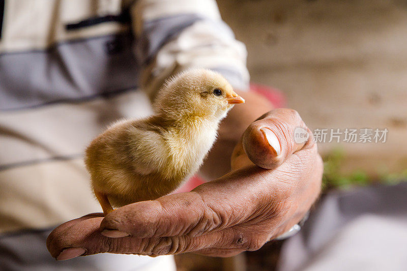 农场里可爱的小鸡