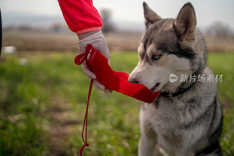 狗主人给狗喂水