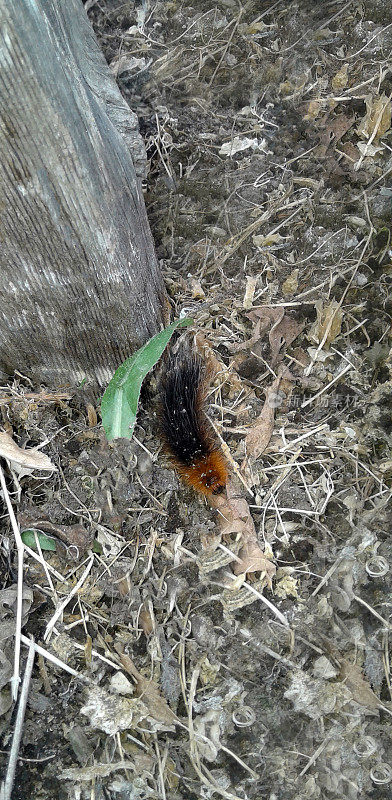 毛茸茸的毛虫。一只鲜艳的昆虫在地上爬行。未来的蝴蝶。害虫。卡特彼勒Dipper-Kaya。熊亚科的蛾子。身体上的长毛是用来自卫的，它们被一种有毒的液体浸透了。