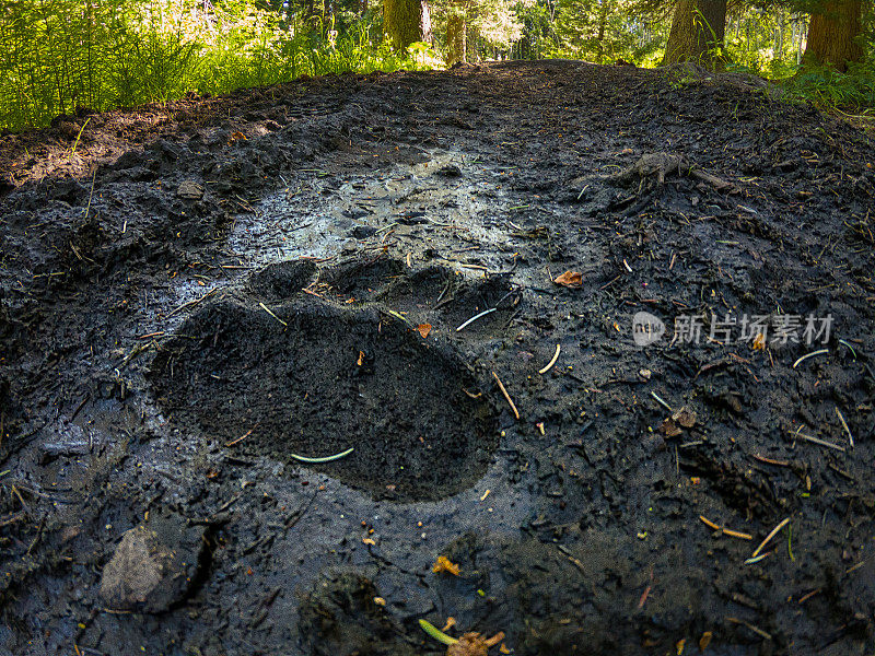 徒步旅行路上的泥地上有熊的足迹