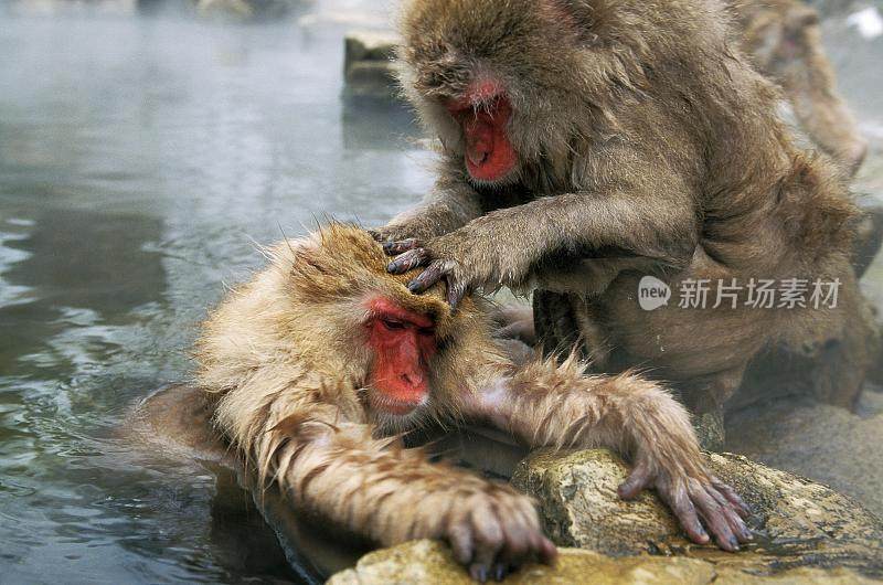 日本猕猴，褐尾猕猴，在温泉水中梳洗，日本北海道岛