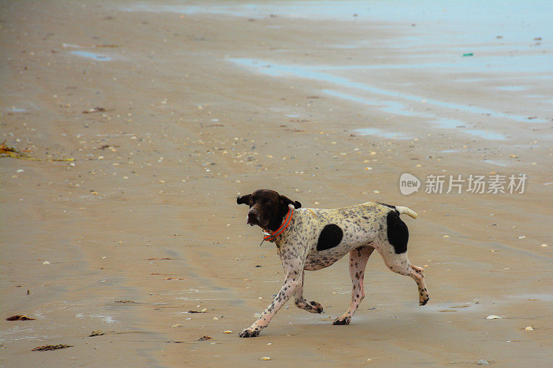 带着防震项圈的鸟狗在海滩上奔跑